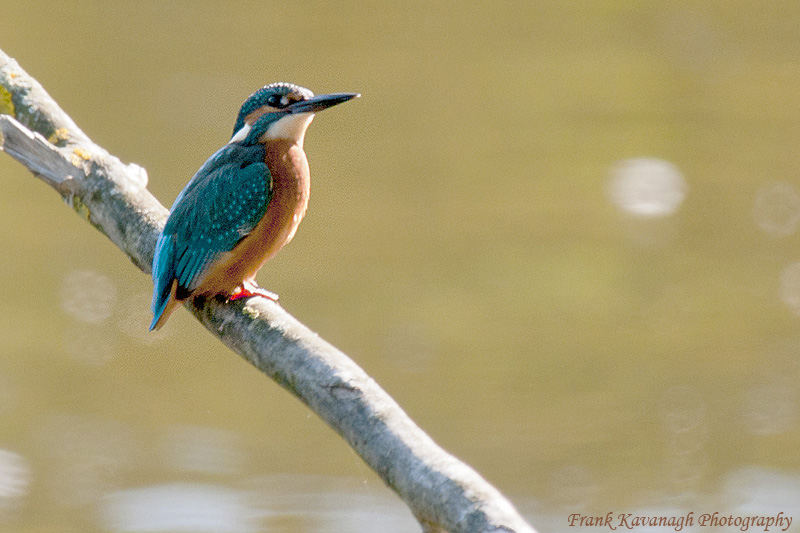 Kingfisher.jpg