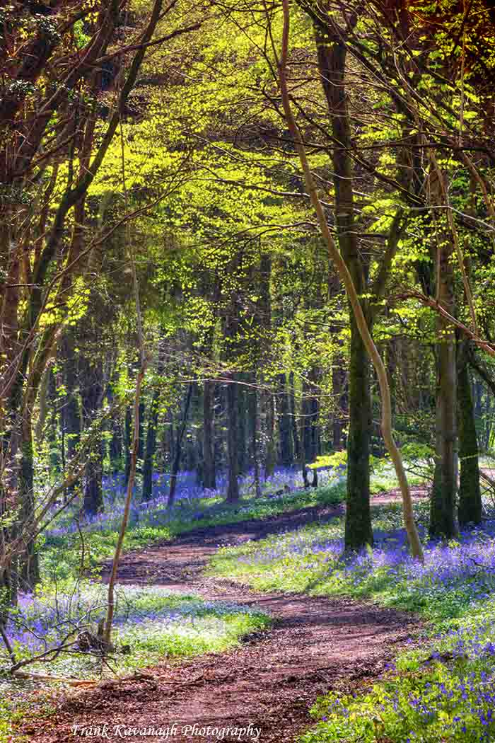 An Irish Bluebell Wood
