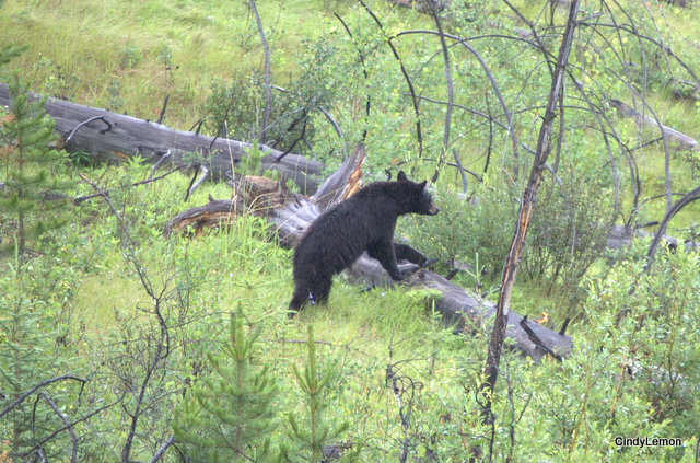 Bear Near Saskatchewan