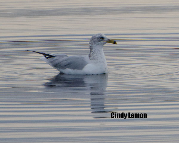 Ring Billed Gull at Merritt Island NWR