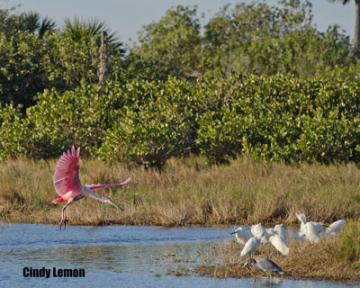 Roseate Spoonbill, Little Blue Heron and Snowy Egret