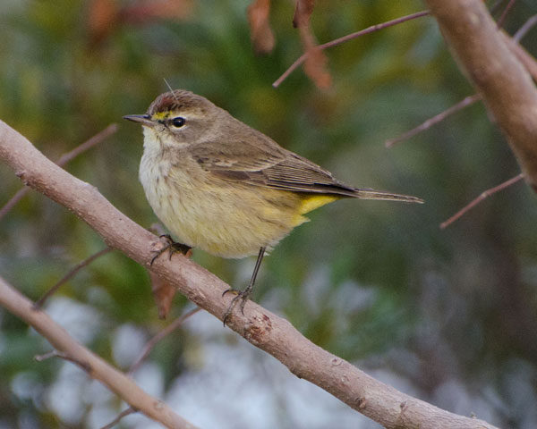 Palm Warbler at Merritt Island NWR