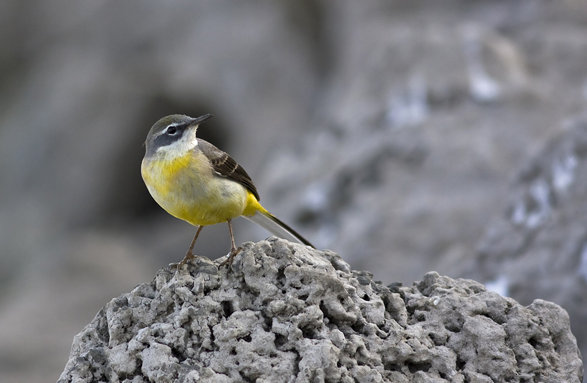 Grey Wagtail Motacilla cinerea