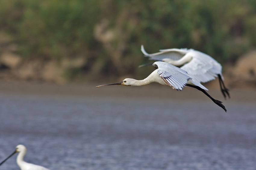 Spoonbill