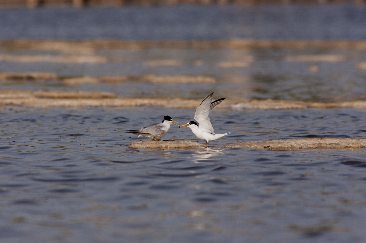 Little Tern