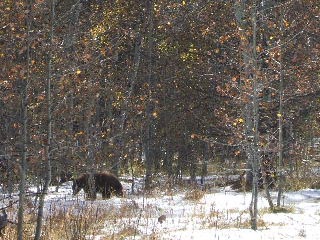 South Lake Tahoe-Taylor Creek-closeup of young black bear back in the trees