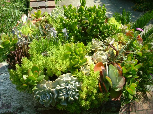 Succulents in a container