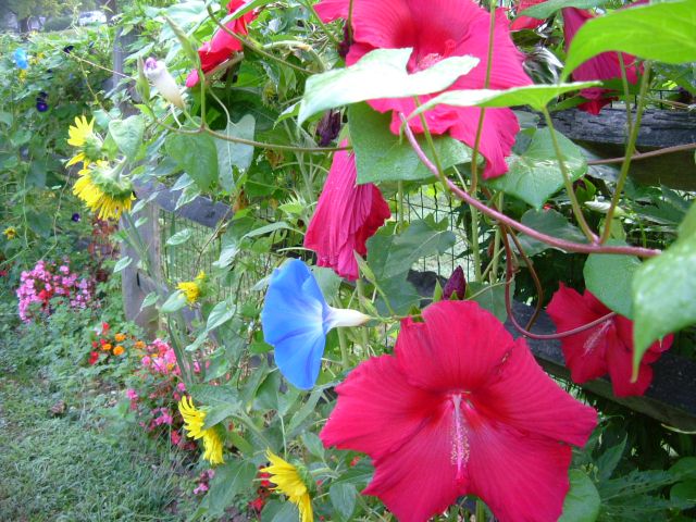 Zowie -- the hibiscus is actually red red rather than dark pink!