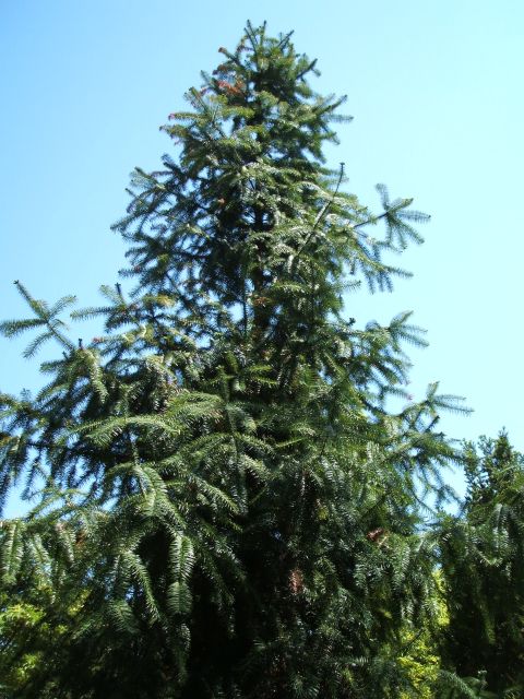 Monkeypuzzle tree (I think)