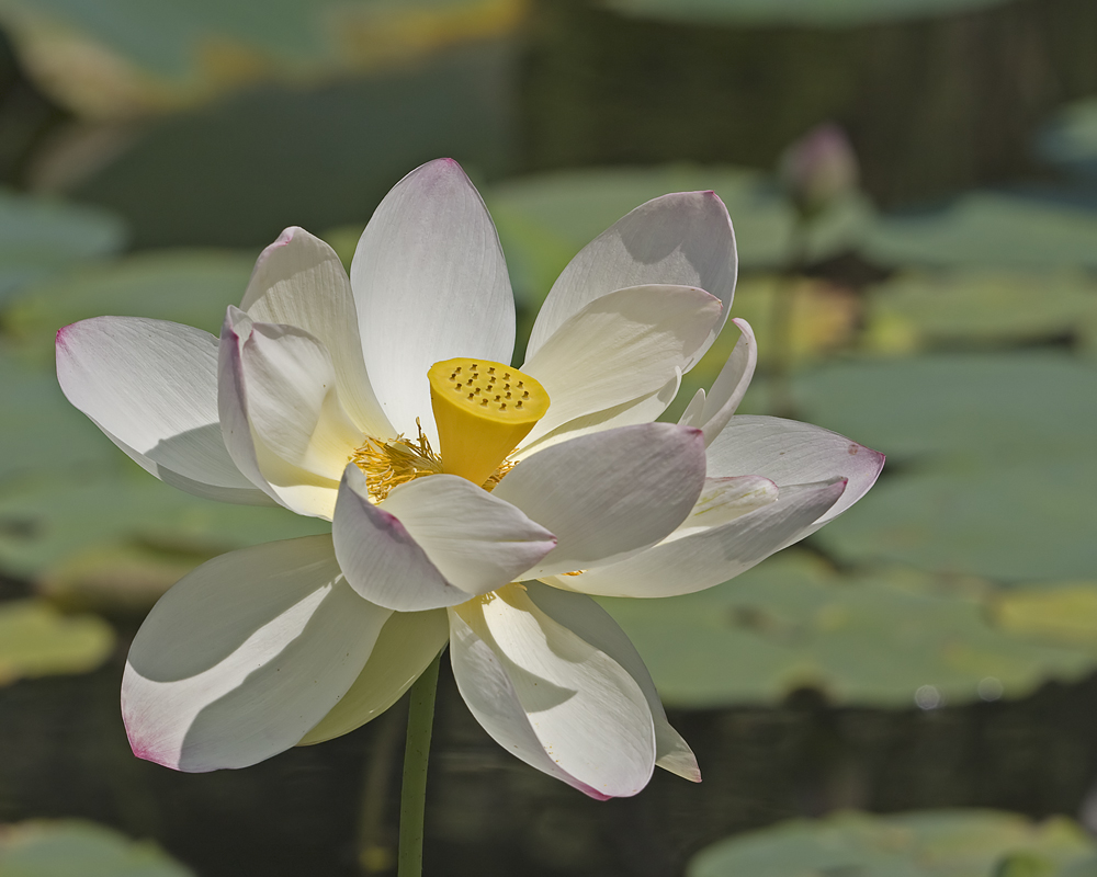 Lotus In the Sunshine