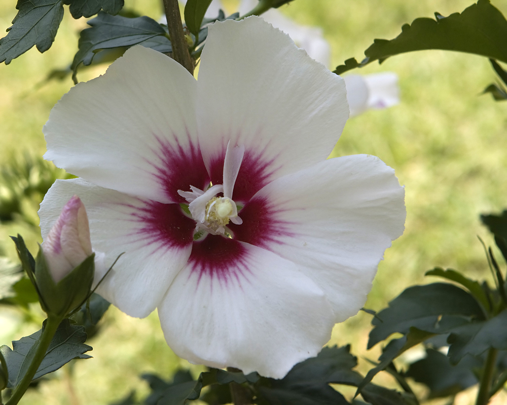 June Is Busting Out All Over