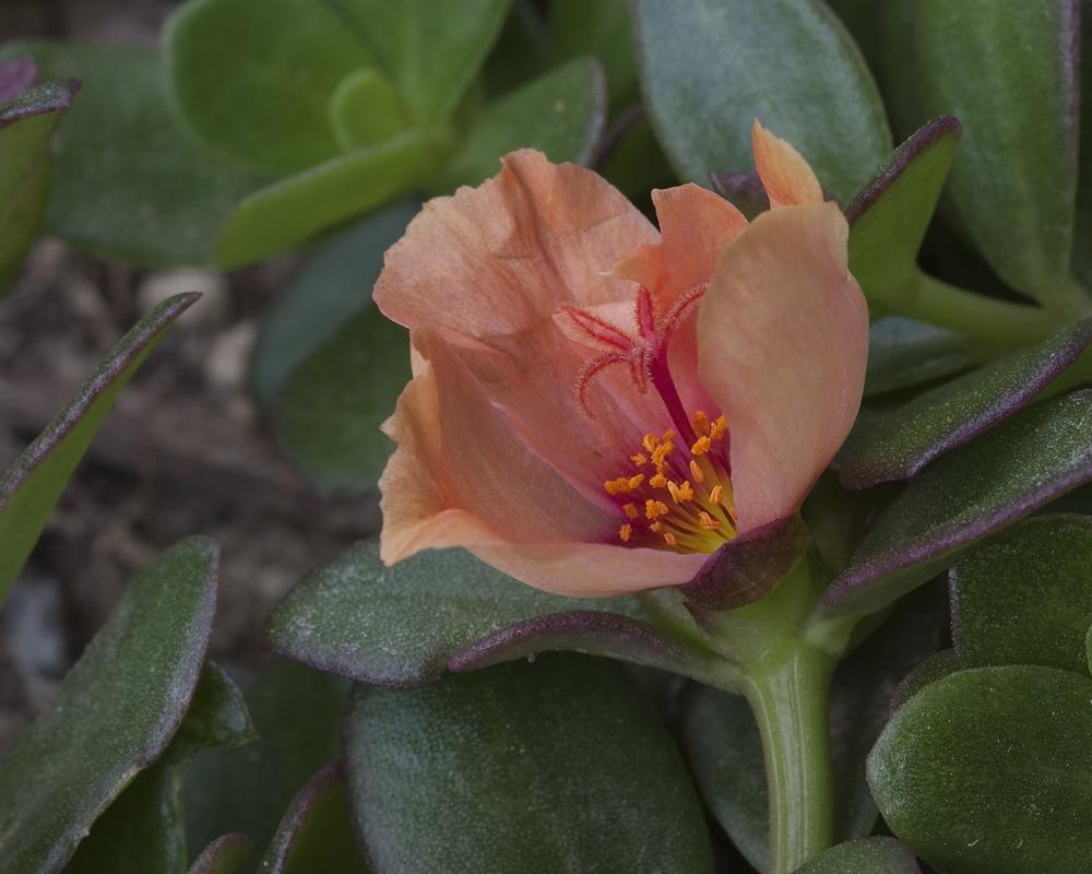 Apricot Purselane