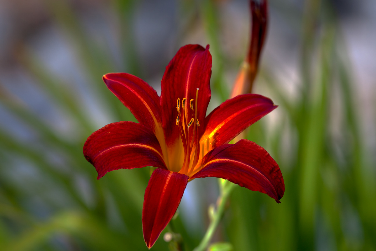 Red Day Lily