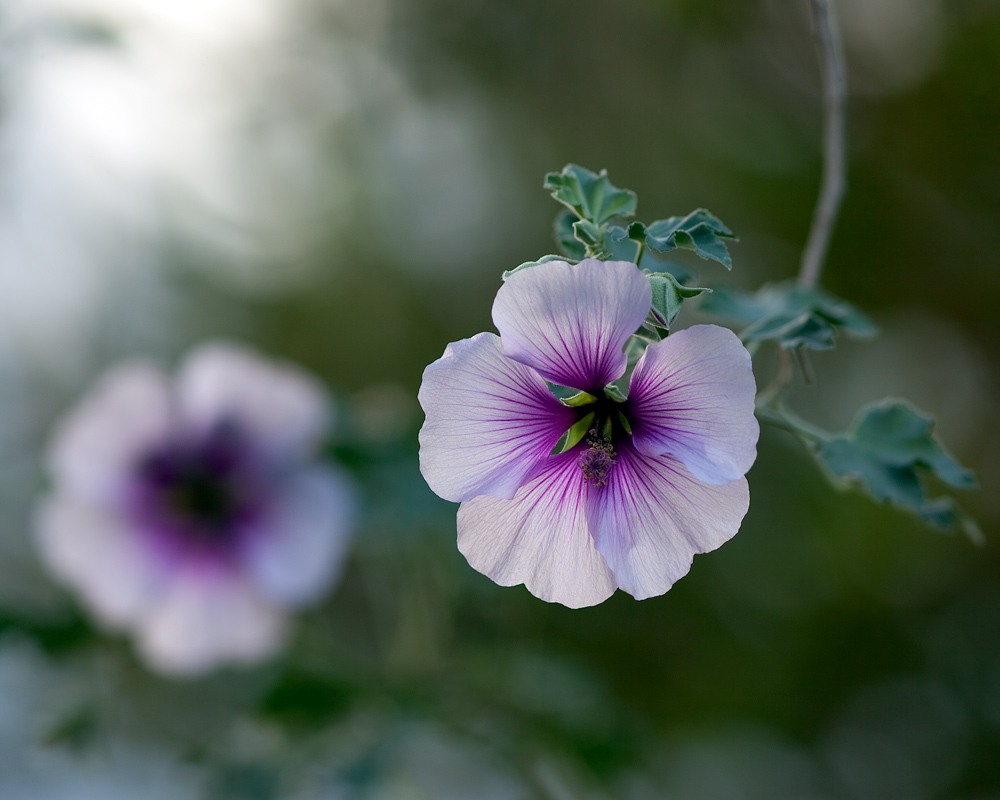 Potato Flower
