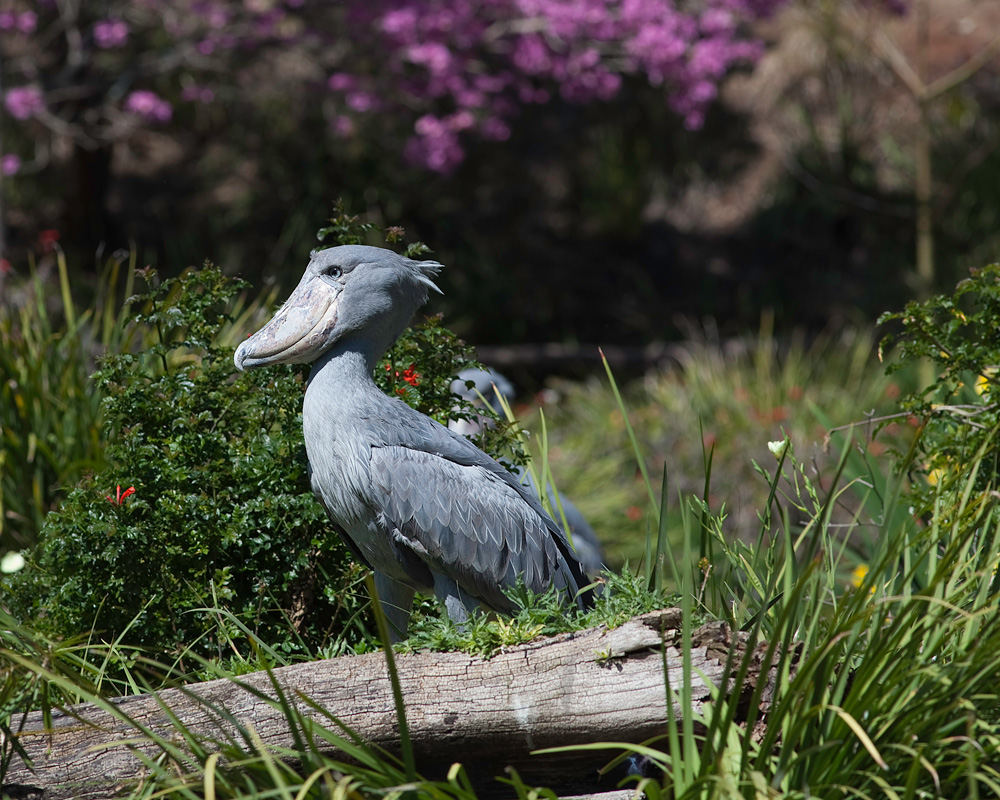 Shoebill