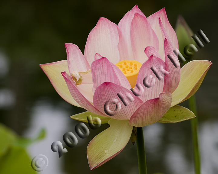 Lotus