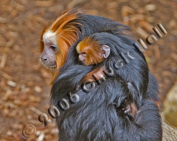 Piggy Back Rider