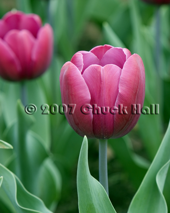 Red Tulip