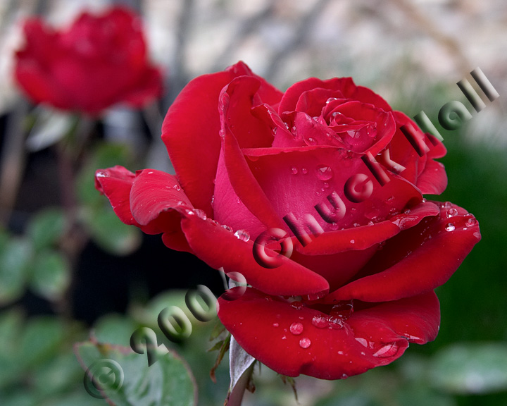 Morning Rose