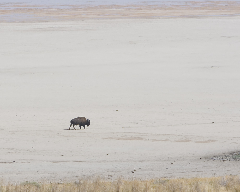 Lone Buffalo on Great Salt Lake Beach