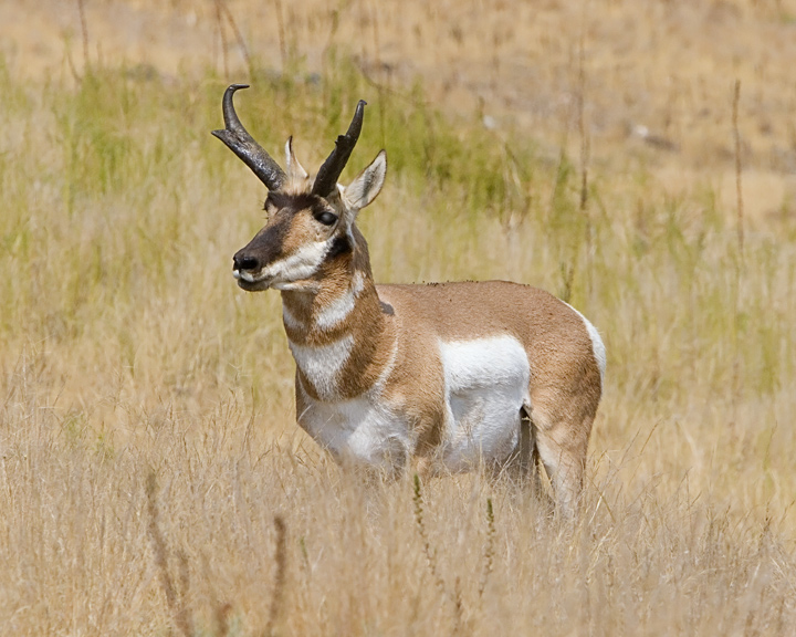 Antelope On Antelope Island