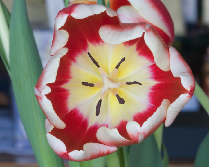 Floral Kaleidoscope
