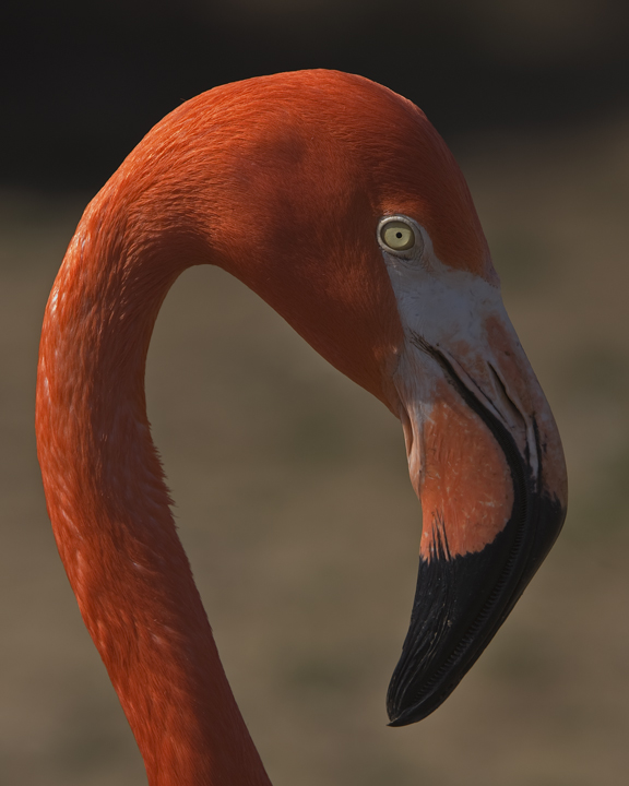 Flamingo Portrait