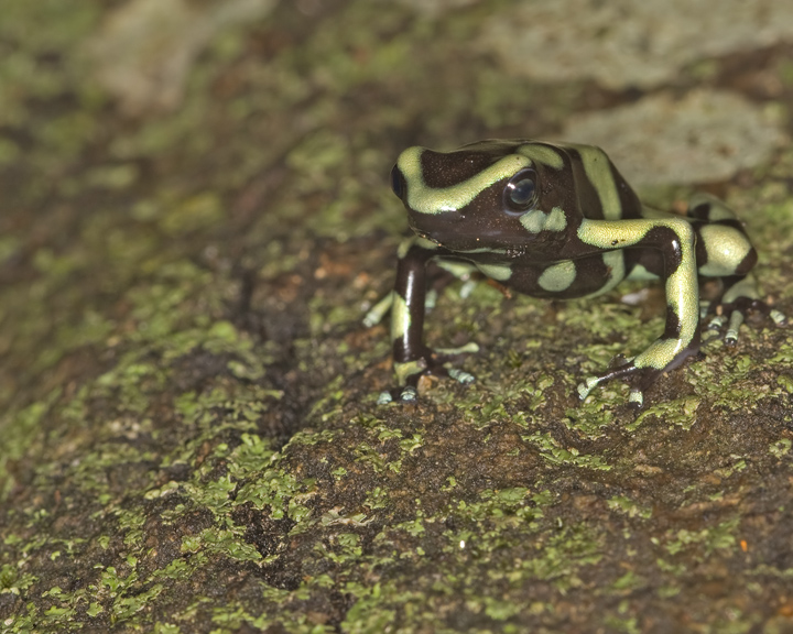 Green Poison Dart Tree Frog