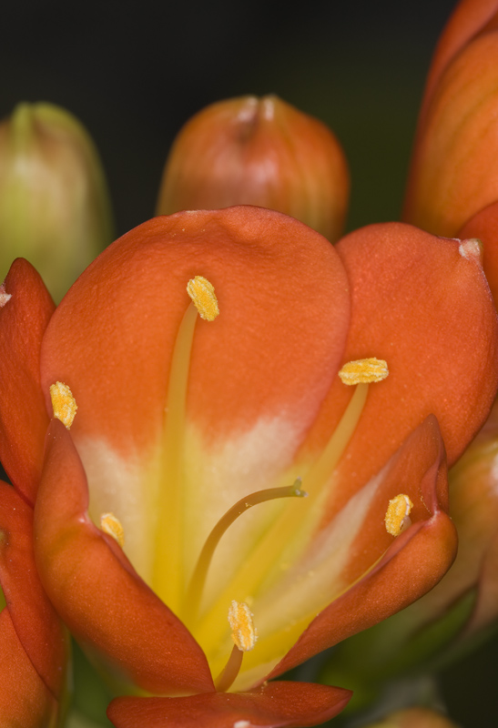 Orange Crocus