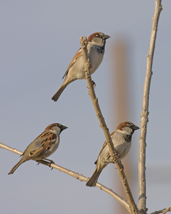 Birds of A Feather