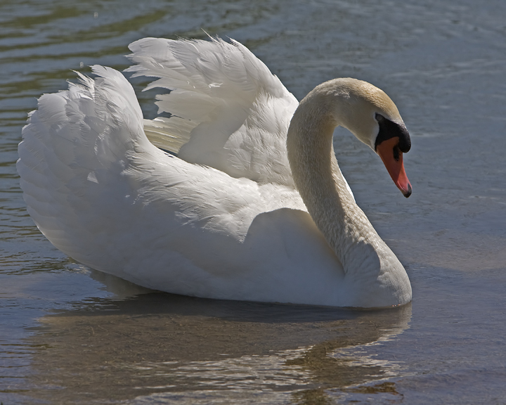 Swan