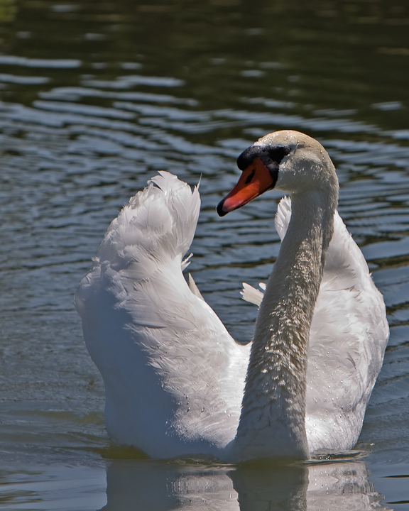 Swan-4