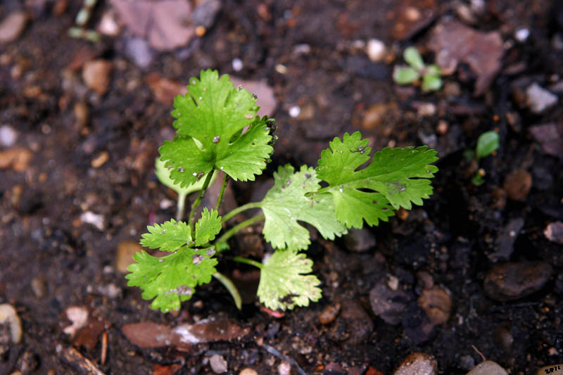 cilantro