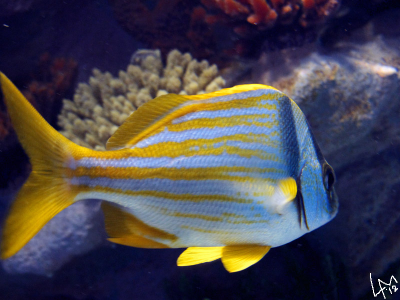 angelfish