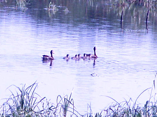 Black-bellied Whistling Duck - 8-8-09 family 2a-5im Ensley