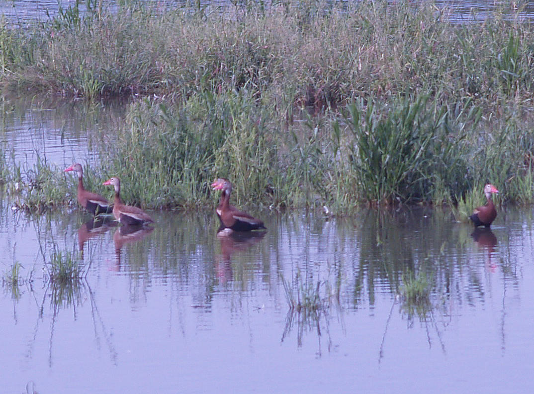 Black-bellied Whistling Duck - 8-1-09 Ensley 5 of 12 adults