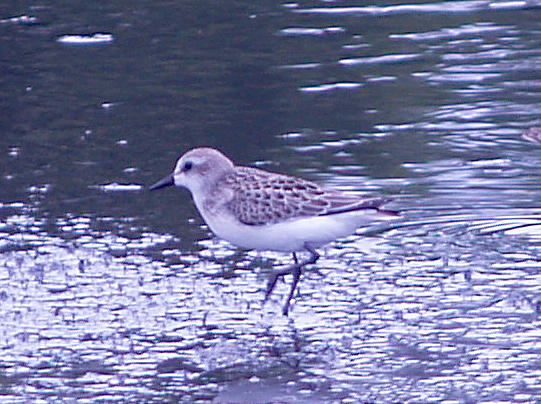 Semipalmated Sandpiper - 8-1-09 immature