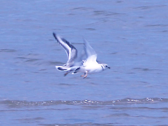 Piping Plover - 8-23-09 Island 13 pair -