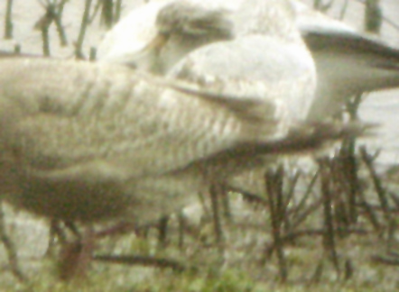 Thayers Gull - Tunica Co. 12-29-09 wing pattern