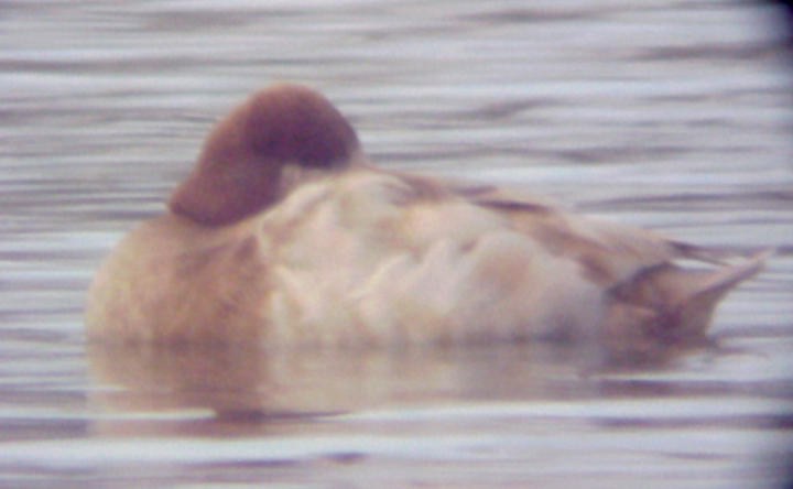 Lesser Scaup - 1-14-10  Leucistic - TVA Lake