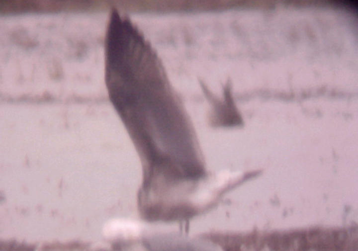 Lesser Black-backed Gull - 2-20-2010 - 2nd cycle - underwing.