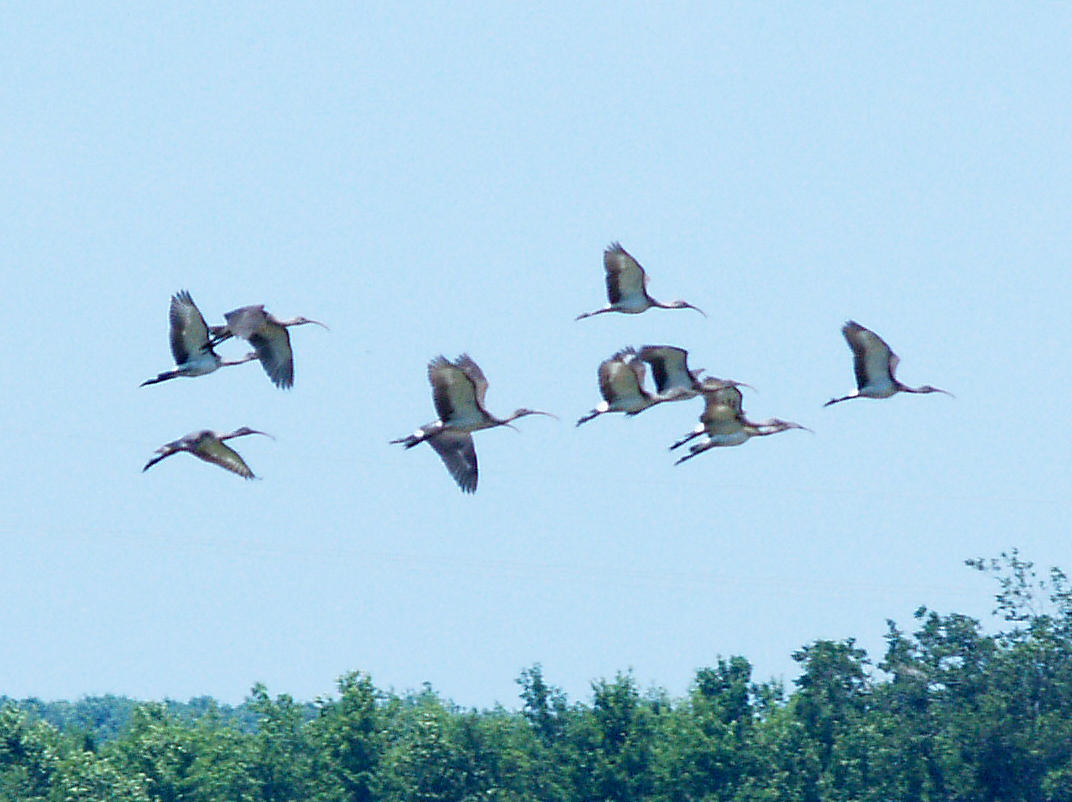 White Ibis - 7-4-10- imm. 11 of 14 at  Mud Lake-Shelby Co. TN