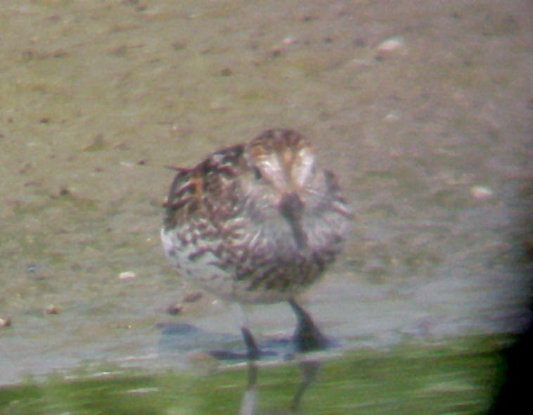 Western Sandpiper - 7-10-10 -Jolleys Landing, Lake Co. TN