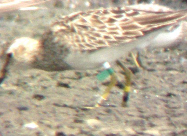 Pectoral Sandpiper - banded - 8-26-08 -