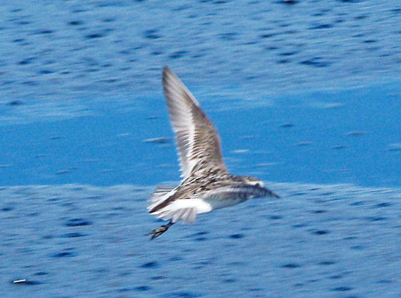 Semipalmated Sandpiper - 7-13-10 Ensley.