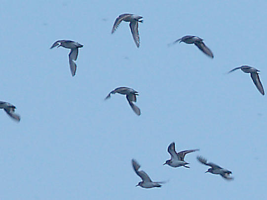 Least Sandpipers - 7-25-10  in typical fall wing molt