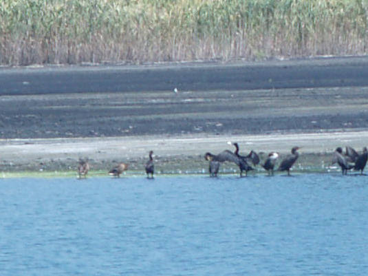 Neotropic Cormorant - 7-25-10 TVA Lake