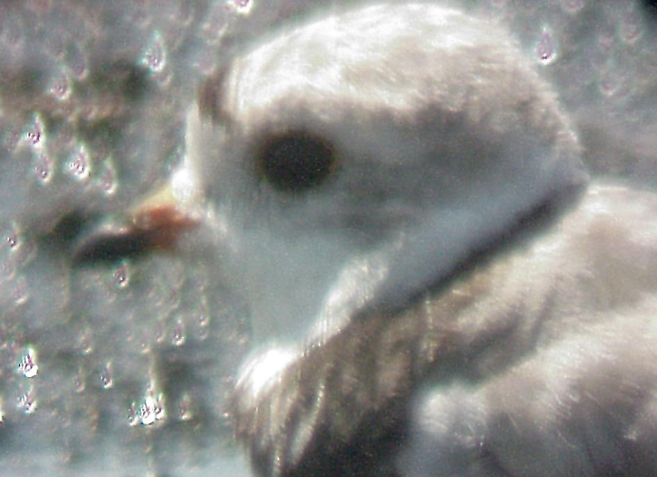 Piping Plover - 7-27-10 - NTP -