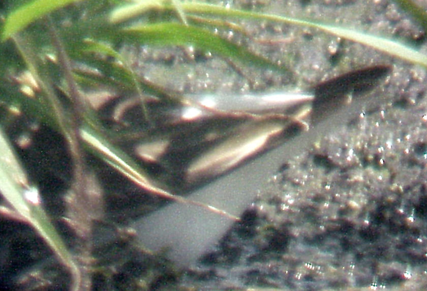 Wilsons Phalarope - 7-30-10 NTP imm. in shade