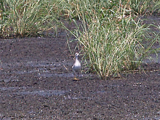 Wilsons Phalarope - 7-30-10 NTP Big Bird in yellow flip-flops